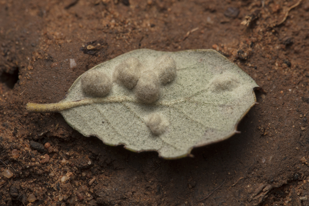 Dryomyia lichtensteinii