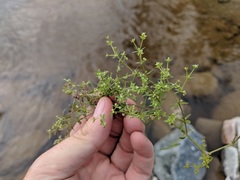 Galium brevipes