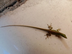 Anolis porcatus