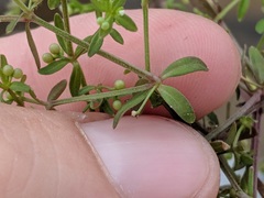 Galium brevipes