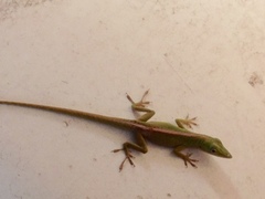 Anolis porcatus