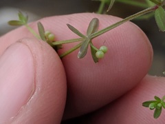 Galium brevipes