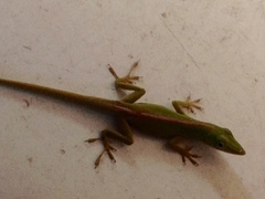 Anolis porcatus