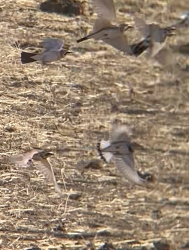 Thick-billed Longspur (Rhynchophanes mccownii)