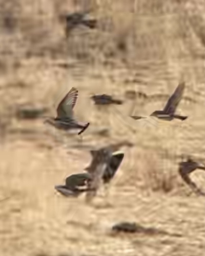 Thick-billed Longspur (Rhynchophanes mccownii), photo 2