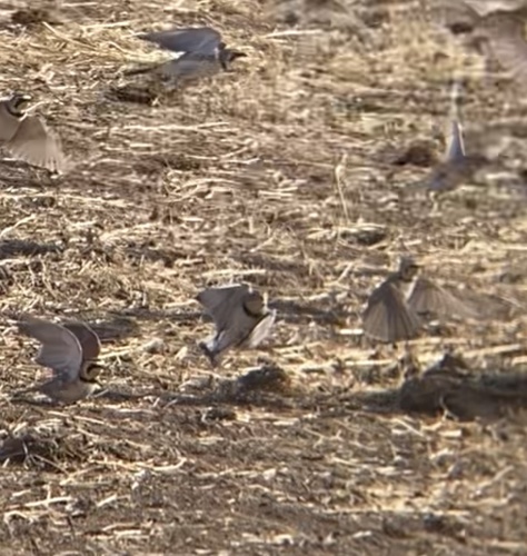 Thick-billed Longspur (Rhynchophanes mccownii), photo 9