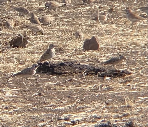 Thick-billed Longspur (Rhynchophanes mccownii), photo 10