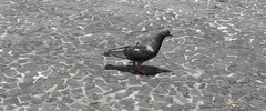 Columba livia domestica