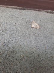Elophila icciusalis