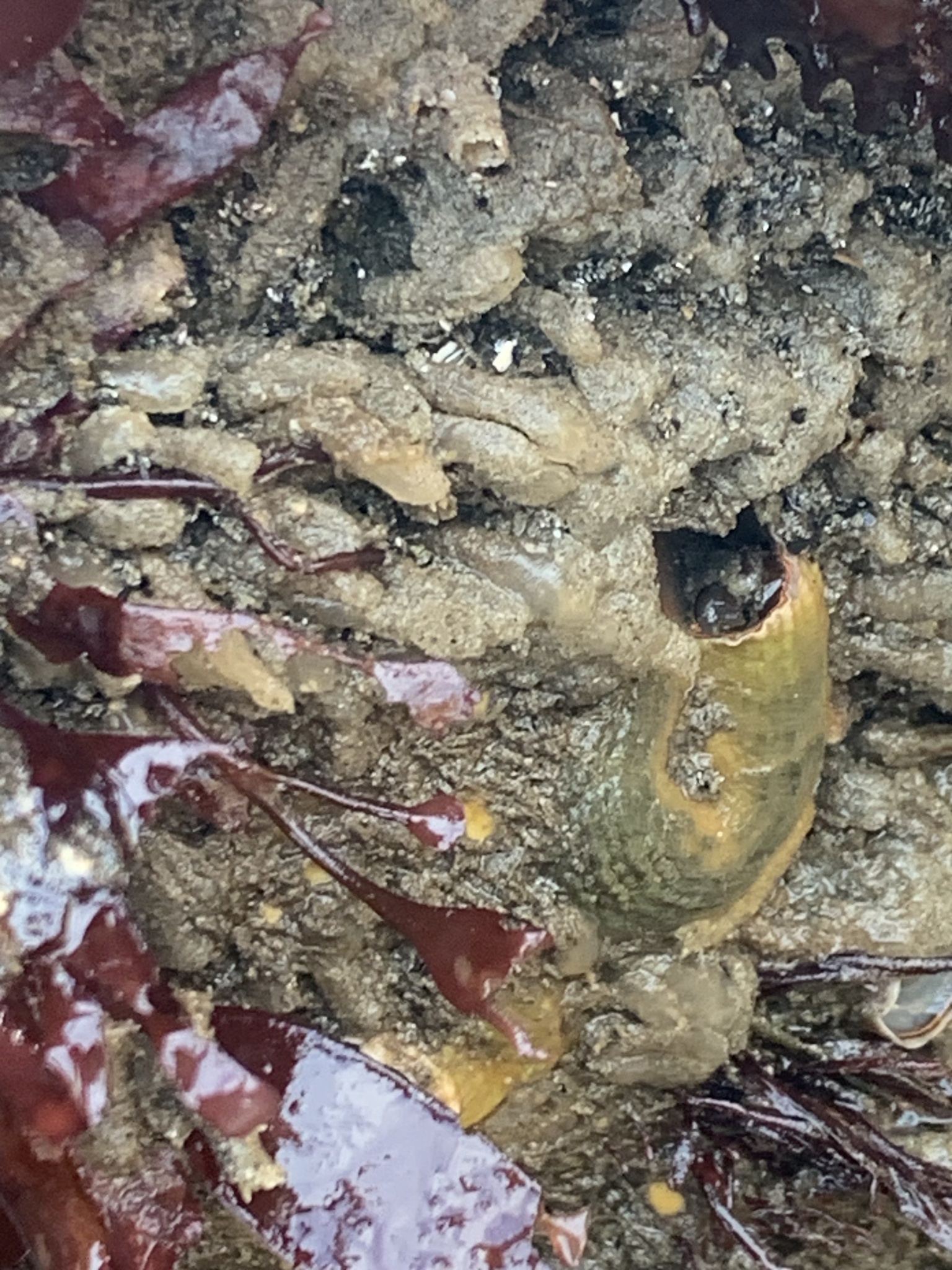 Euherdmania claviformis (Ritter, 1903)