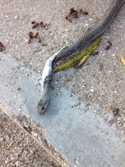 Cubophis cantherigerus