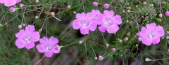 Agalinis filifolia