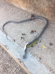 Cubophis cantherigerus