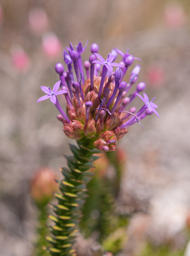 Azure Longbell (Rhigiophyllum squarrosum)