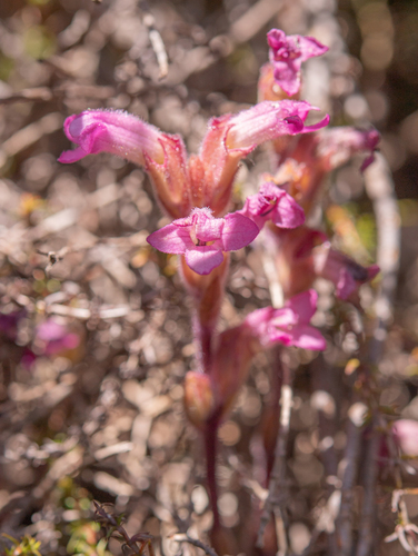 Few-flowered Inkflower (Harveya pauciflora)