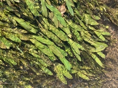 Potamogeton illinoensis