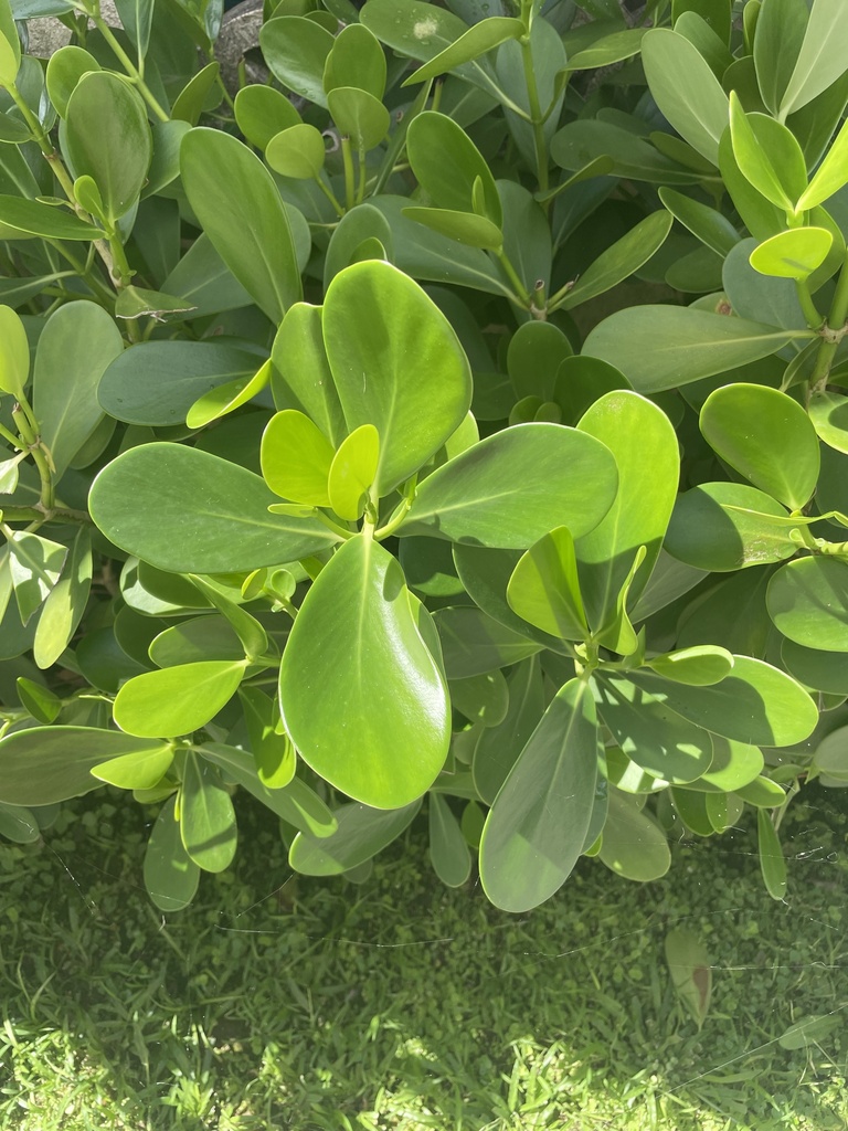 Foto de Abaneiro