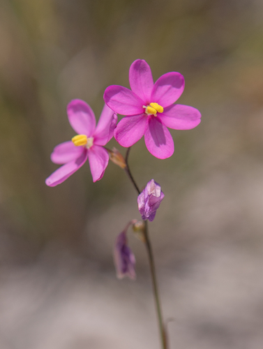 Ixia stricta, photograph 5