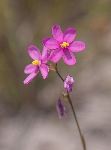 Ixia stricta, photograph 6