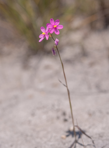 Ixia stricta, photograph 4