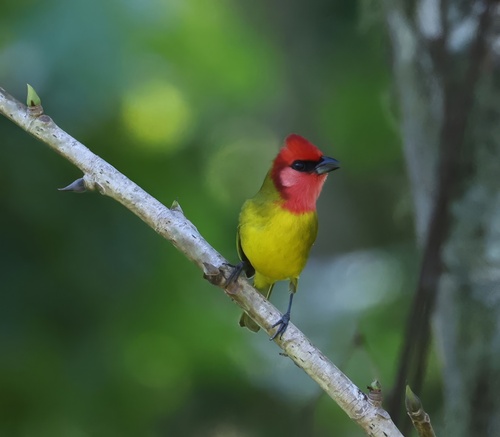 Red-headed Tanager (Piranga erythrocephala), photo 7