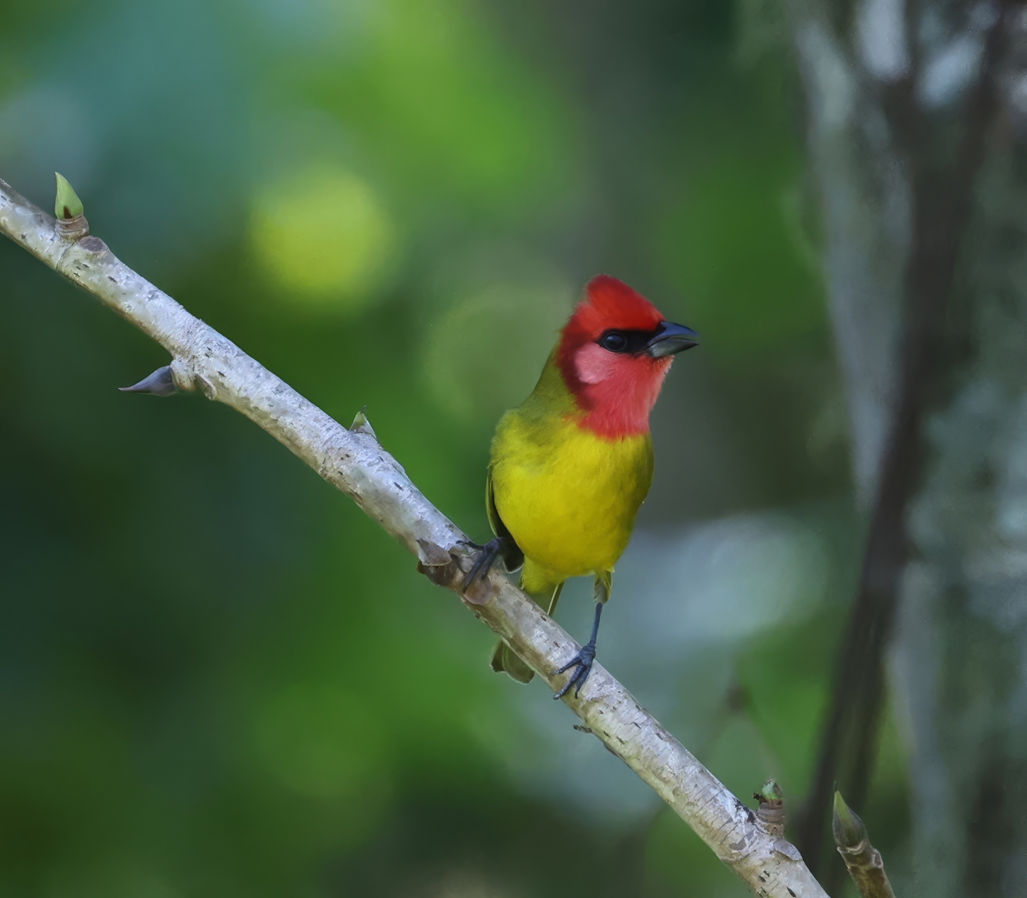 Red-headed Tanager (Piranga erythrocephala), photo 7