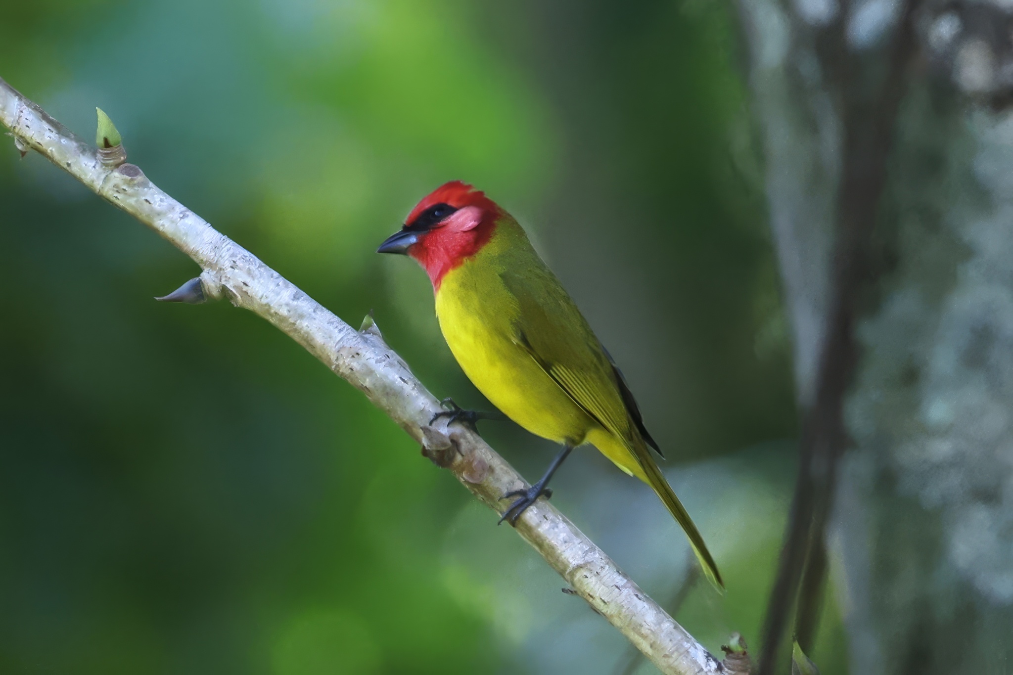 Red-headed Tanager (Piranga erythrocephala), photo 6