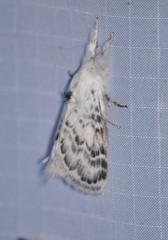 Apotolype brevicrista