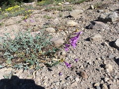 Penstemon azureus