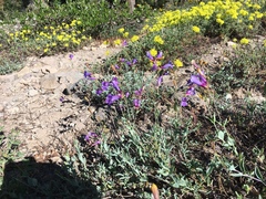 Penstemon azureus