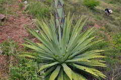 Agave lyobaa