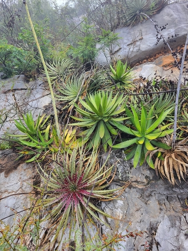 Agave lophantha