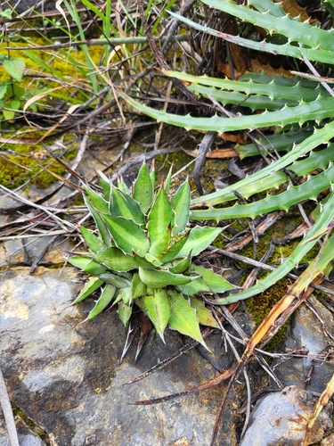 Agave lophantha