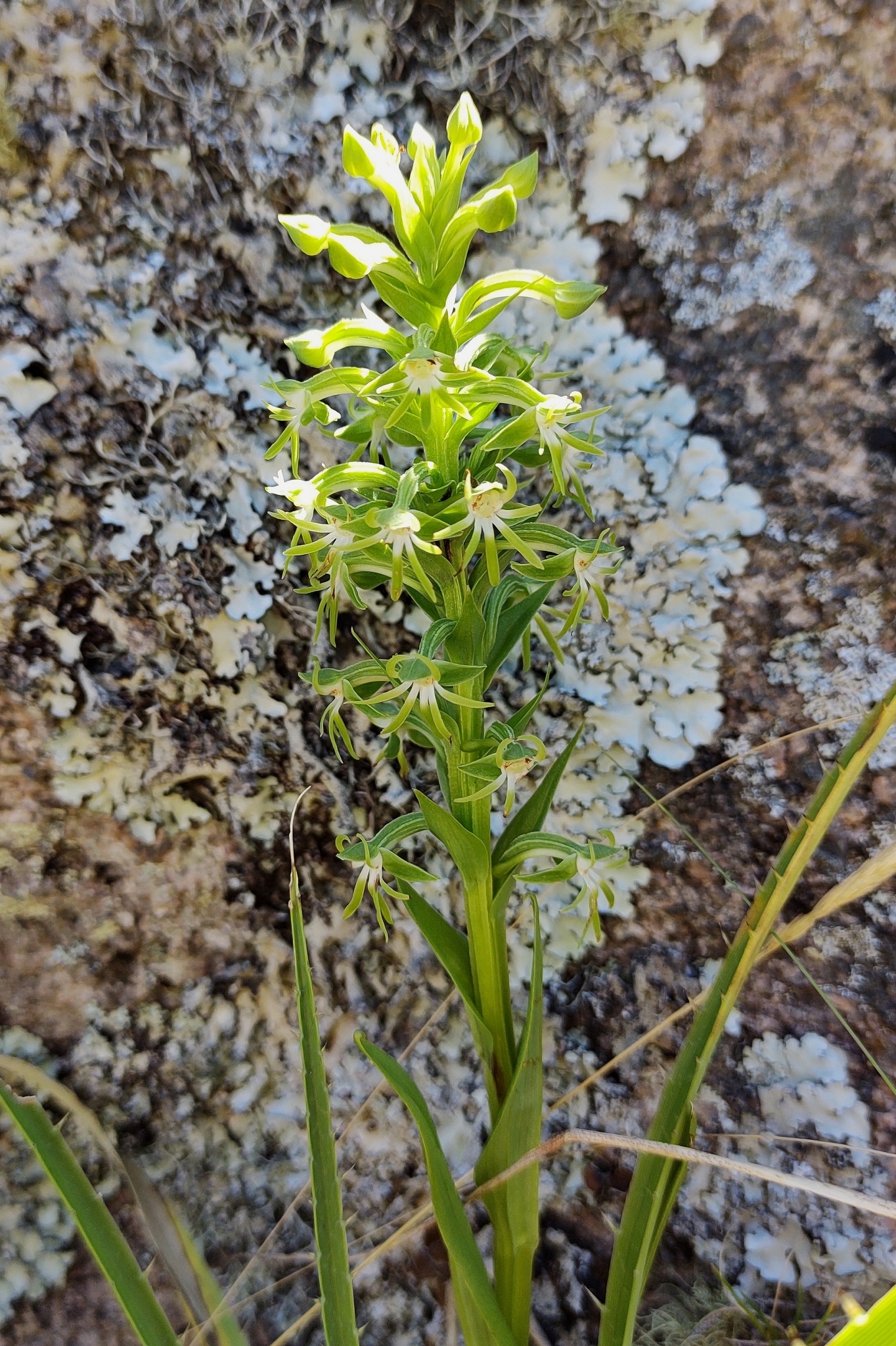 Habenaria achalensis