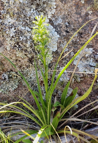 Image of Habenaria Achalensis (Habenaria achalensis) by (c) Lucas Carbone, some rights reserved (CC BY)