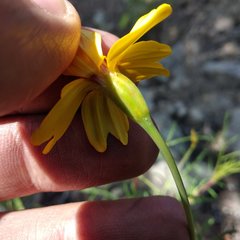 Tagetes linifolia