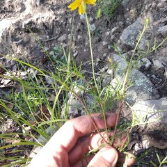 Tagetes linifolia