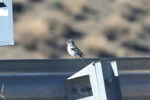 African Chaffinch (Fringilla spodiogenys), photo 6