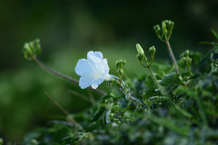 Ipomoea suaveolens