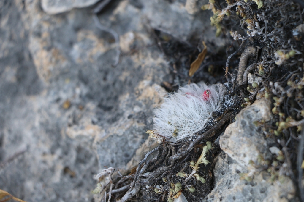 Mammillaria albicoma, Mexico