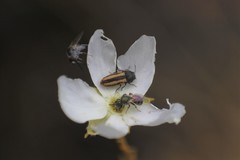 Acmaeodera quadrivittatoides
