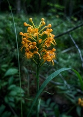Platanthera cristata