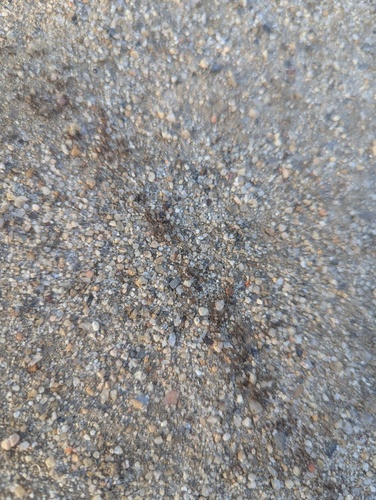 iNaturalist observation photo of Argentine Ant