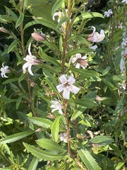 © cwashburn, some rights reserved (CC-BY-NC)