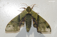 Callambulyx tatarinovii