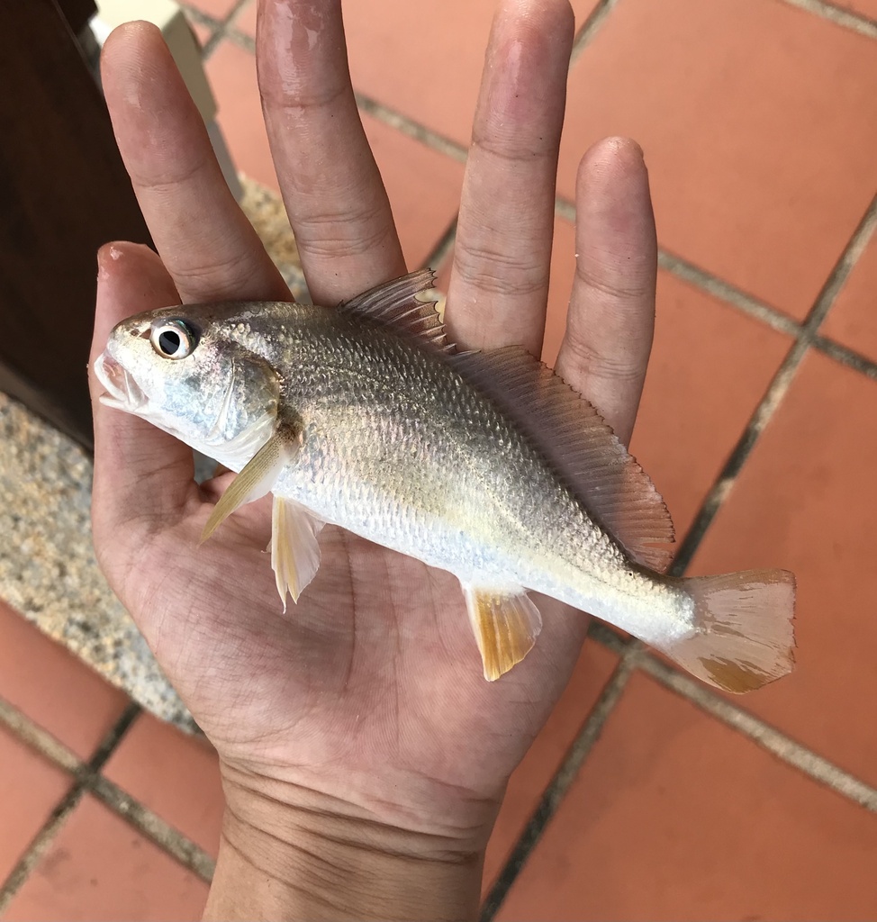 Caroun Croaker