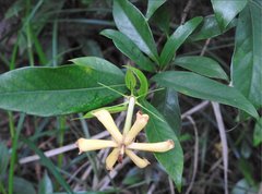 Gardenia jasminoides