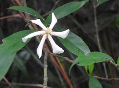 Gardenia jasminoides