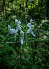 Platanthera integrilabia