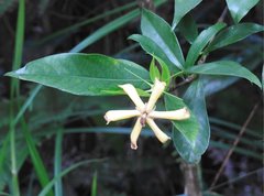 Gardenia jasminoides